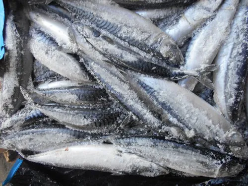 Скумбрия 500+  (1/25*12,5) FO 09/25