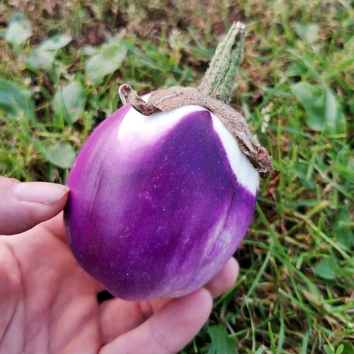 Баклажан Итальянский Розовый