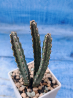 Euphorbia Debilispina (Эуфорбия)