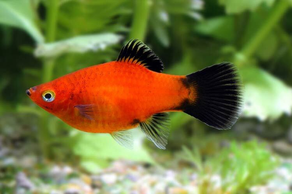 Пецилия Красная Чернохвостая