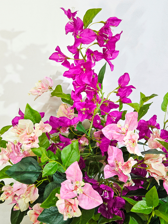 Бугенвиллия цветущая в кашпо Лофт Квадро