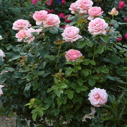 Роза Афродита С4 Закупка М16 июнь 2026