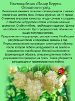 Ежевика белая Полар Берри