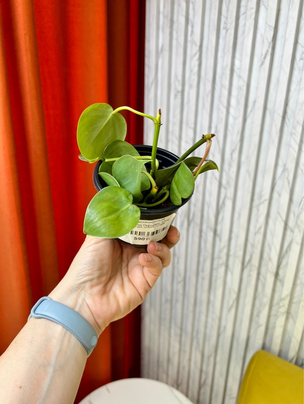 Филодендрон Сканденс, D9см Н15см, 1шт, Urban Jungle