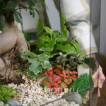 Готовый флорариум бонсай Фикус Бонсариум XXXL