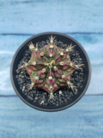 Gymnocalycium T-Rex Pink hybride (Гимнокалициум T-rex)