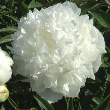 Пион Мадам Клод Тейн