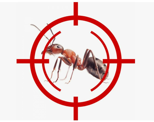 Уничтожение муравьёв