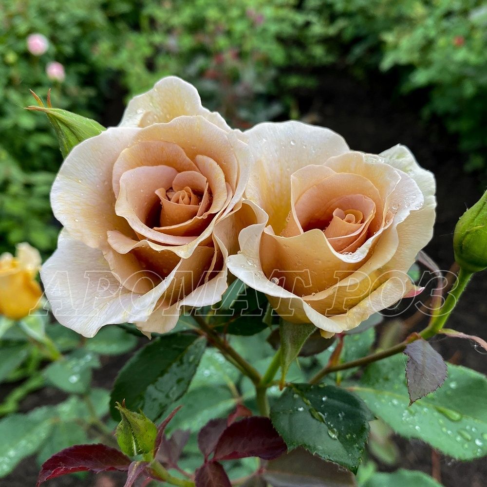 Эвентайл Д*Ор(Eventail D'or)