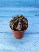 Gymnocalycium Friedrichii (Гимнокалициум)