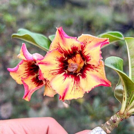 Адениум KHAMIN THONG