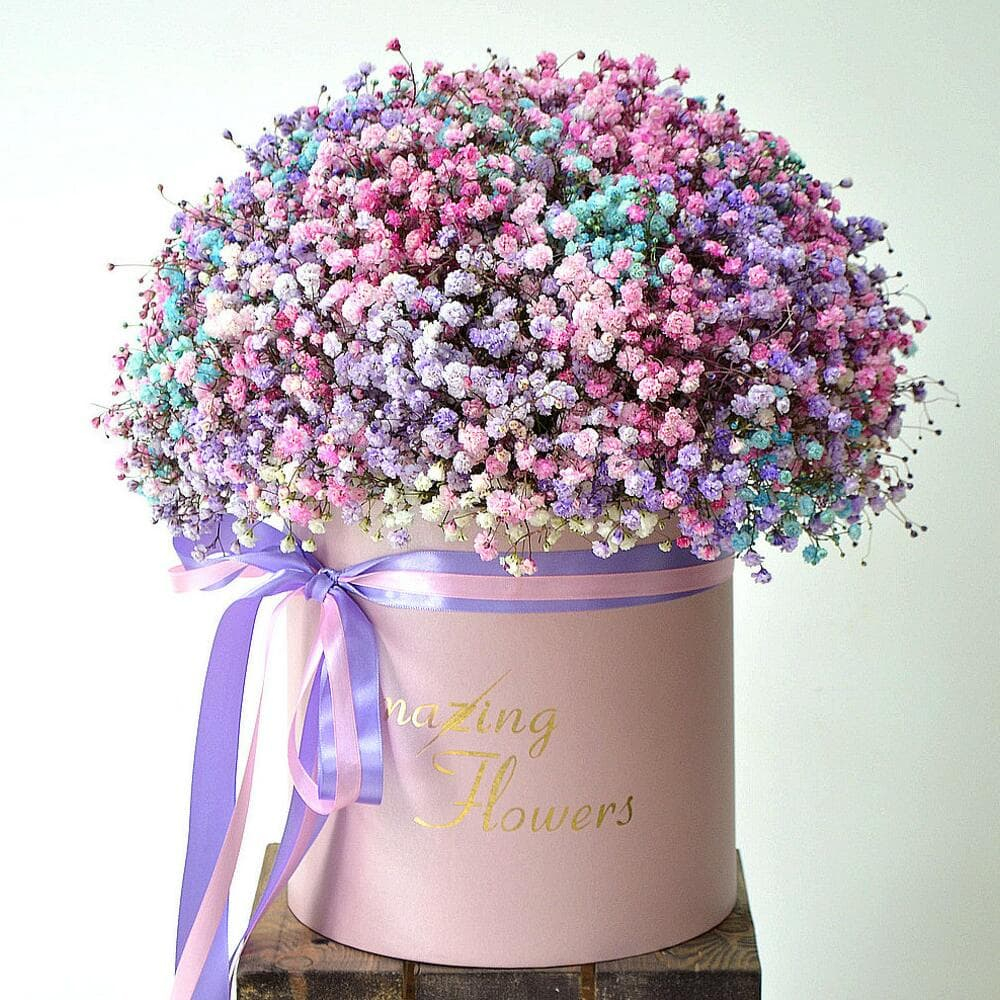 Гипсофила цветная