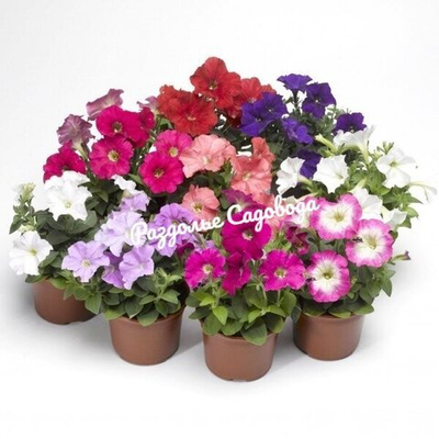 Петуния ампельная