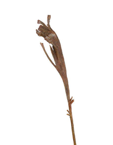 Ветка Салекса коричневая