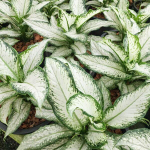 Диффенбахия UDOM NGERN