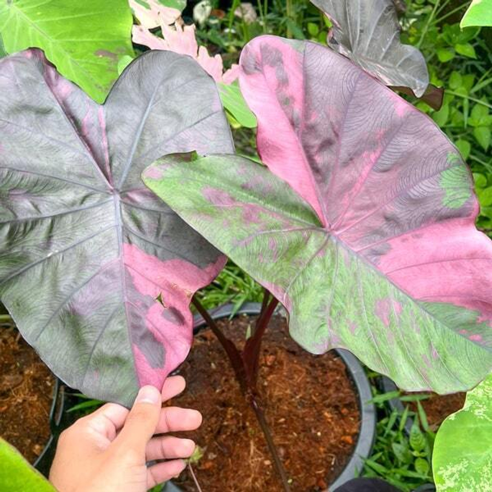 Колоказия SUKSATHIT PINK N1