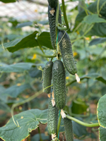 Баде F1 семена огурца партенокарпического ( Yuksel Tohum / )