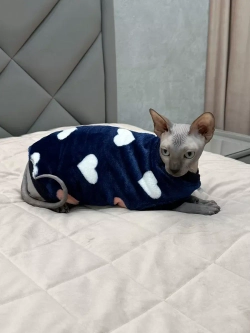 Одежда свитер для сфинксов кошек