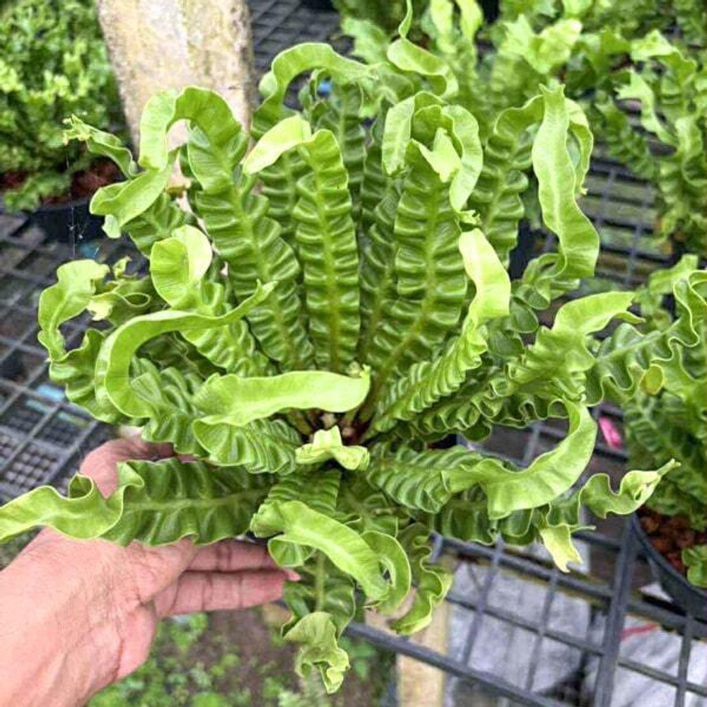 Асплениум A.COBRA DWARF