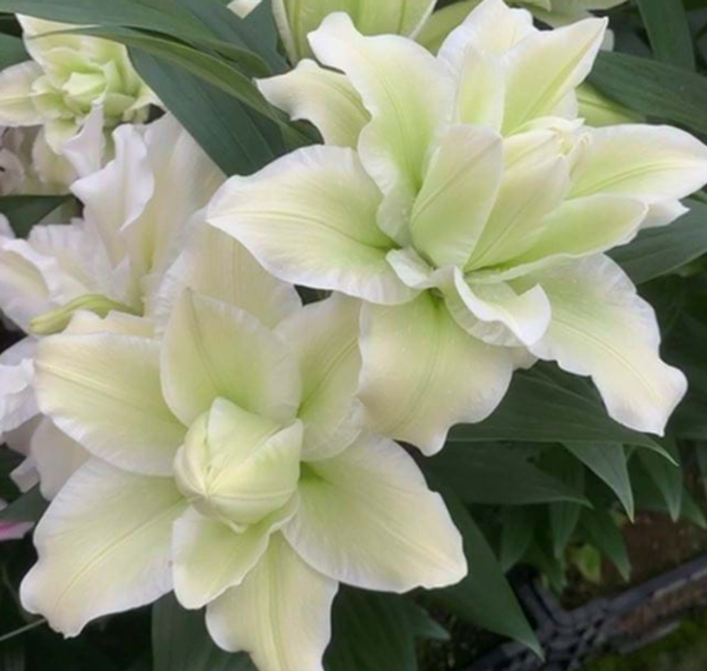 Лилия Розелили Джоэлла луковица март 2026