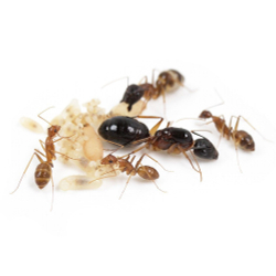 Муравьи Camponotus pseudoirritans (Китайский муравей-древоточец)