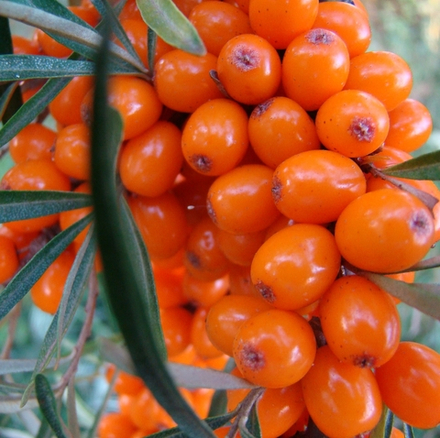 Облепиха Эссель