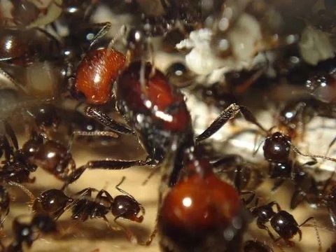 Harvestor mravenců Messor barbarus (EXTRA-Burgundsko)