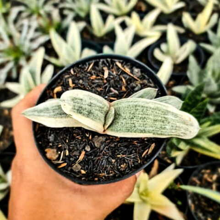 Гастерия BATESIANA WHITE