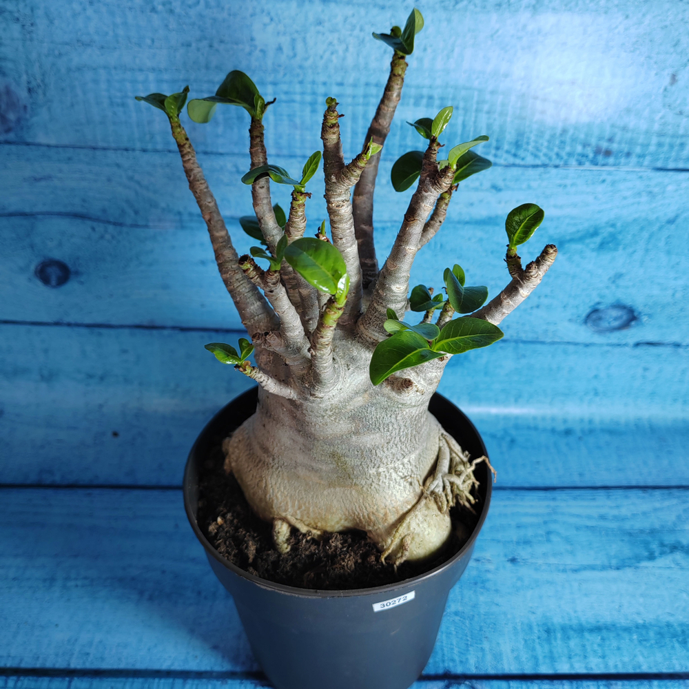 Adenium Baobab (Адениум)