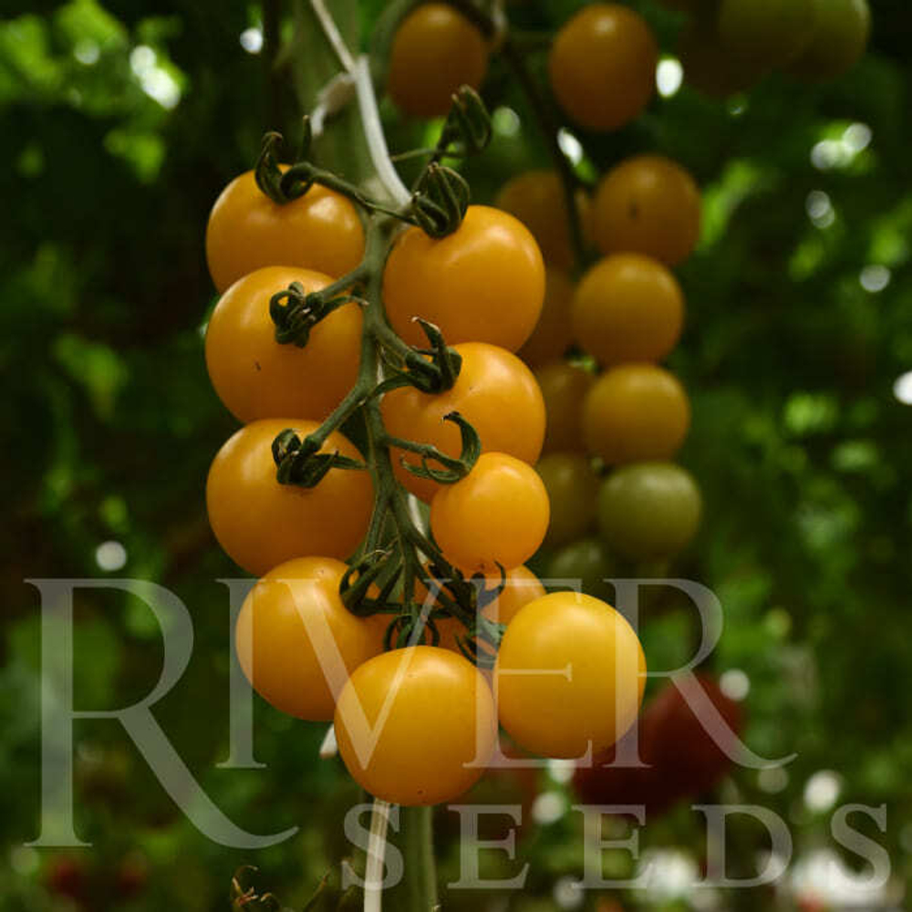 Томат Аксамит F1 5шт ВитаГрин ЭКСТРА