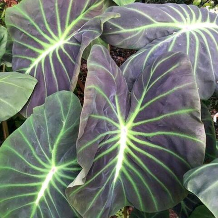 Колоказия GLOWING BONES