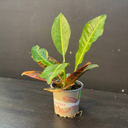 Кротон (Codiaeum variegatum)