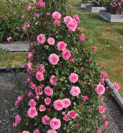 Старлет Роз Ева (Starlet-Rose Eva)