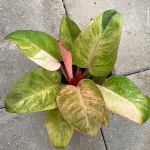 Филодендрон RED CONGO VAR MINT
