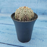 Astrophytum Asterias (Астрофитум)