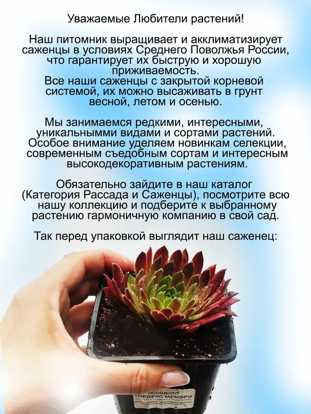 Молодило Тордеус Мемори двухцветное