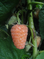 Малина ремонтантная сорт Оранжевое Чудо