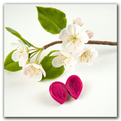 Цветущая яблоня