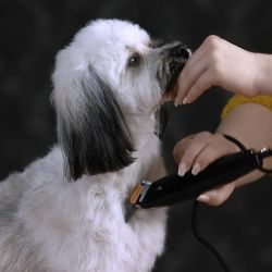 Машинка для стрижки животных Moser Rex (1230-0079)