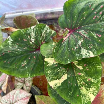 Каладиум SEDTHEE PAN LAN