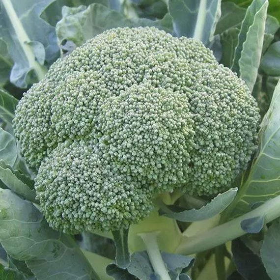 ФИЕСТА F1 семена капусты брокколи Bejo отзывы