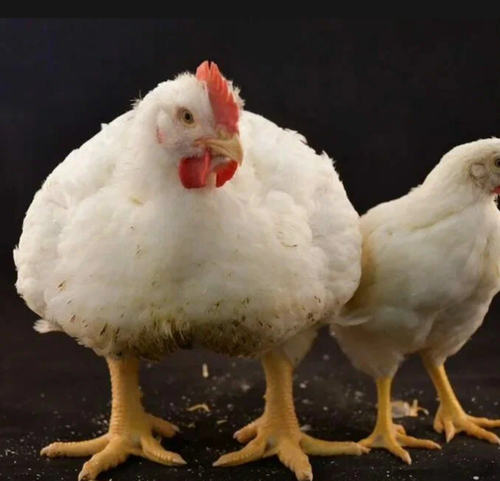 Комбикорм для цыплят бройлеров ПК-5 от 11 до 21 дня Рост 5 кг