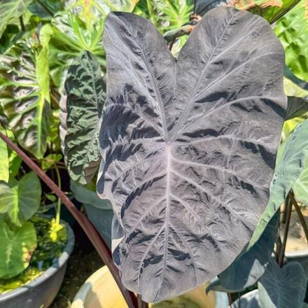Колоказия PHANTOM