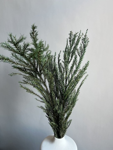 Криптомерия японская стабилизированная зеленая