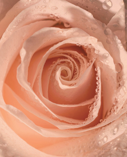 Коллекция Цветы