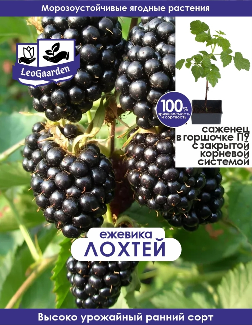 Ежевика саженец ЛохТей