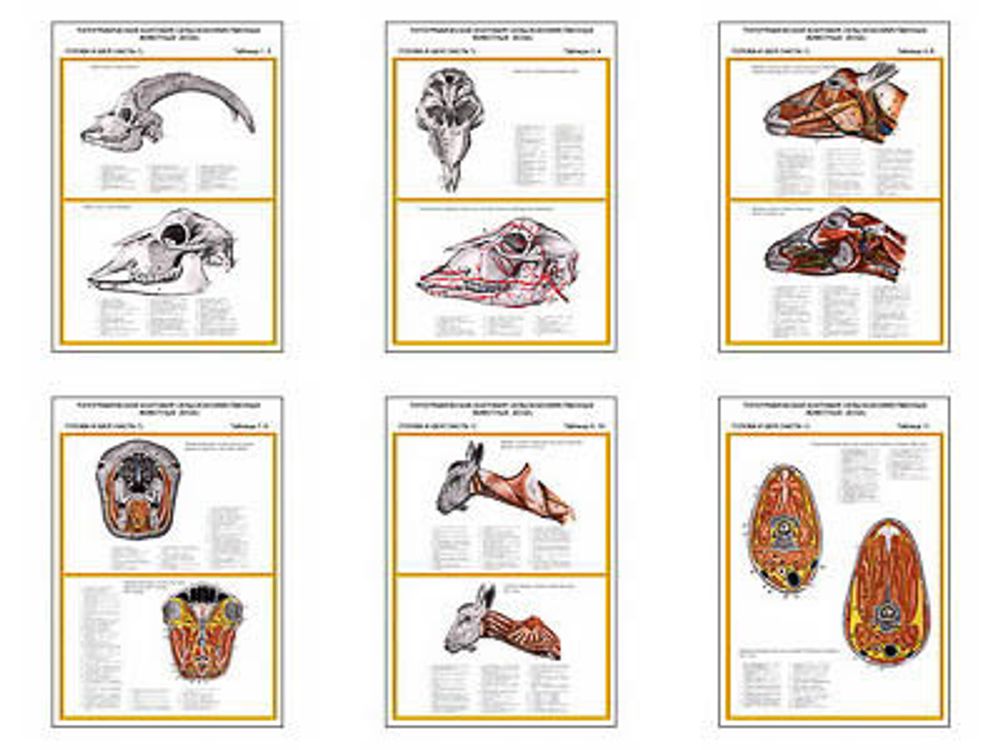 Плакаты ПРОФТЕХ &quot;Топограф. анатомия. Коза. Голова и шея&quot; (6 пл, винил, 70х100)