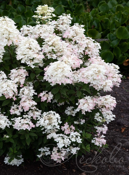 Гортензия метельчатая Touch of Pink