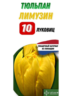 Тюльпан Луковица, Лимузин, 10шт