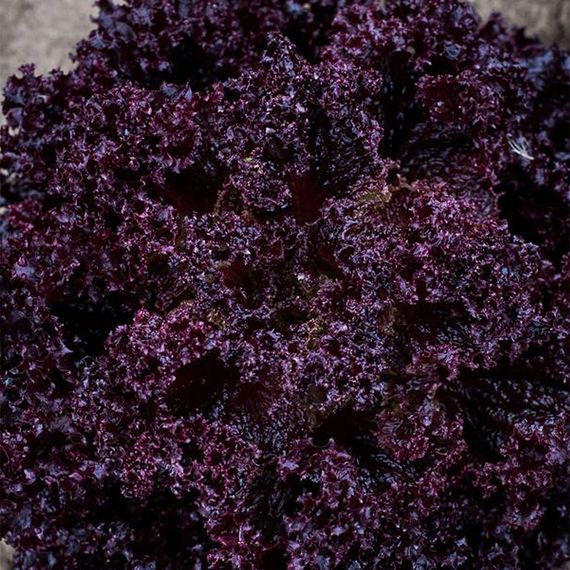 РЕВОЛЮЦИЯ семена салата Nunhems описание